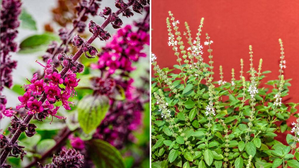  Should You Pinch Basil Flowers or Let Them Grow?