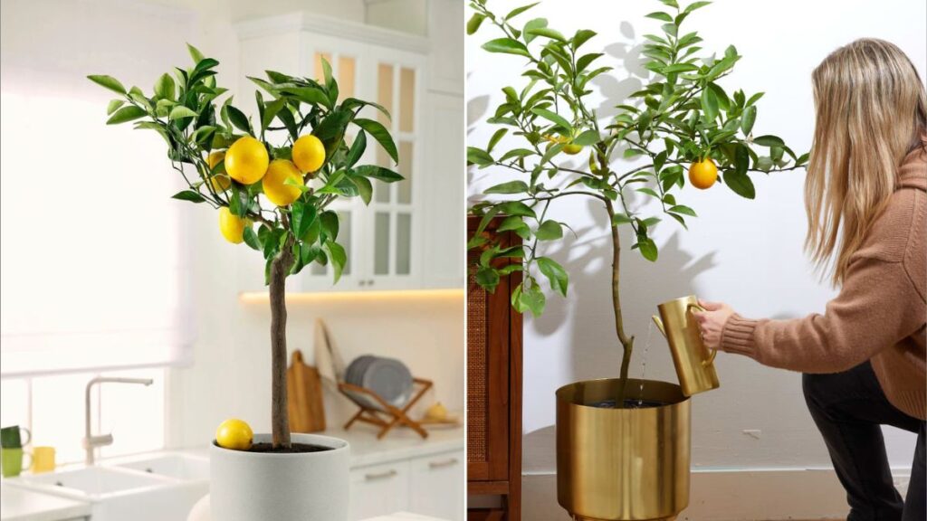How to Grow Citrus Trees Indoors Step by Step