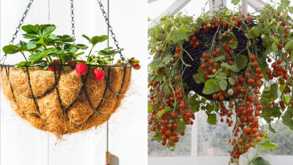 6 Vegetables That Do Well in Hanging Baskets