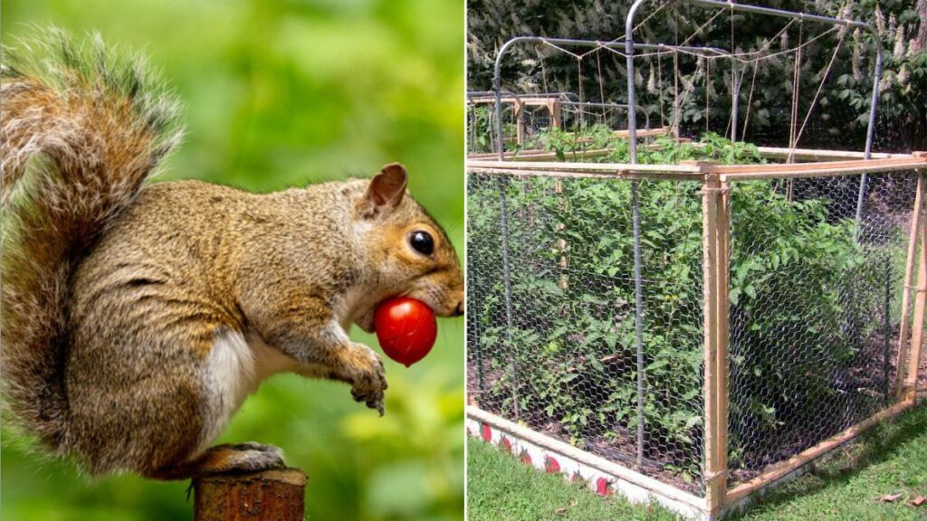How to Keep Squirrels Away From Your Vegetable Patch