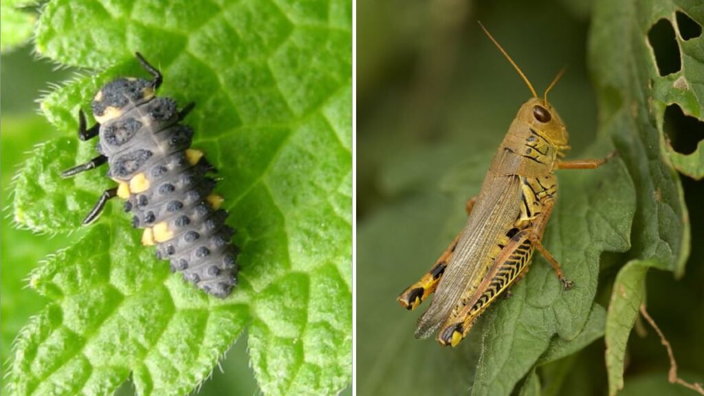 6 Natural Predators That Keep Garden Pests Away