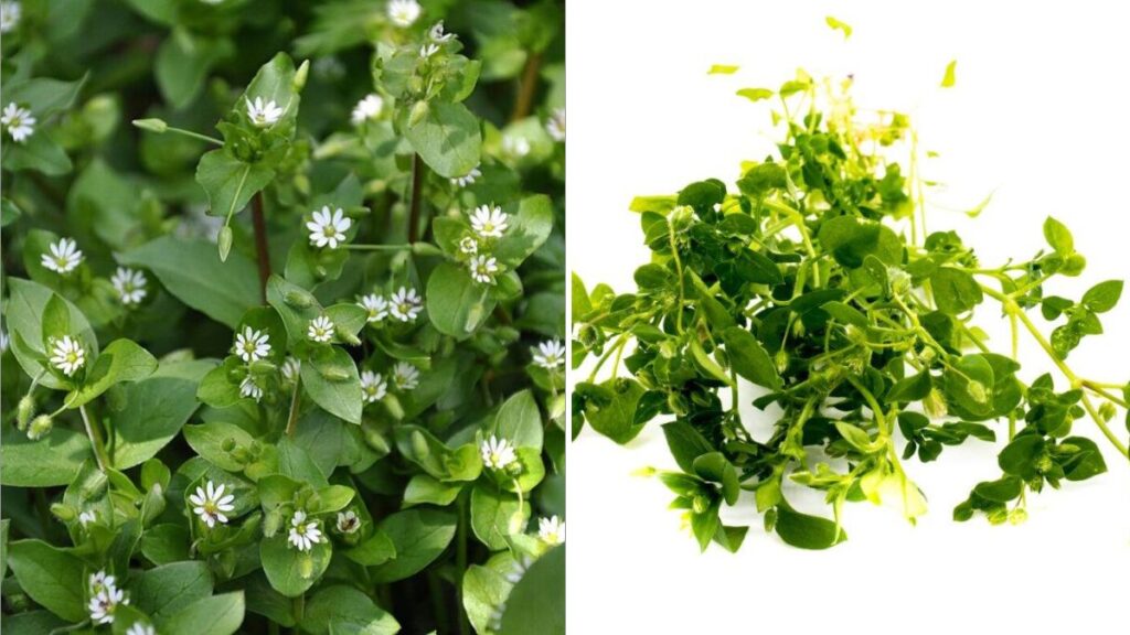  How to Stop Chickweed From Spreading