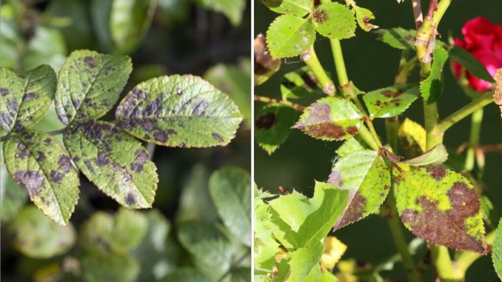  5 Ways to Protect Roses From Black Spot Fungus