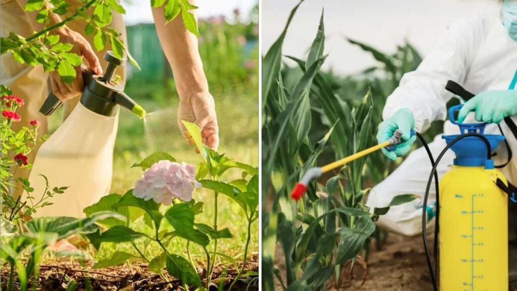 9 Tips for Organic Pest Control That Works