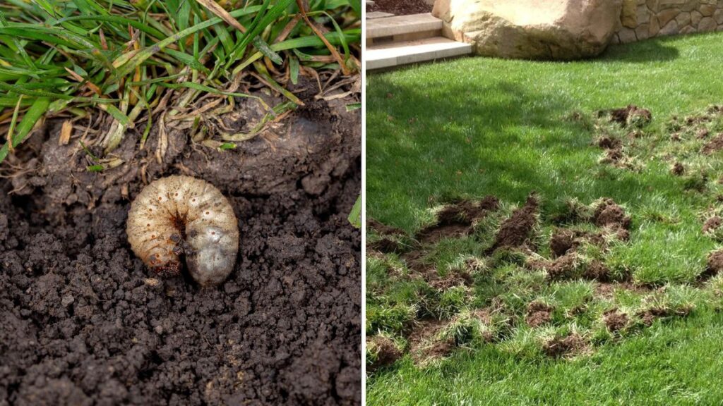 How To Get Rid Of Grubs Before They Damage Your Lawn