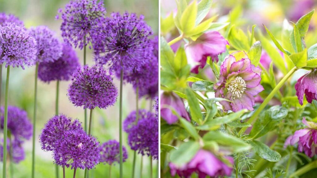 What To Plant Now For Gorgeous Spring Color