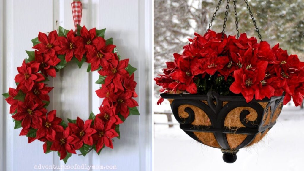 7 Creative Poinsettia Uses in Your Christmas Garden
