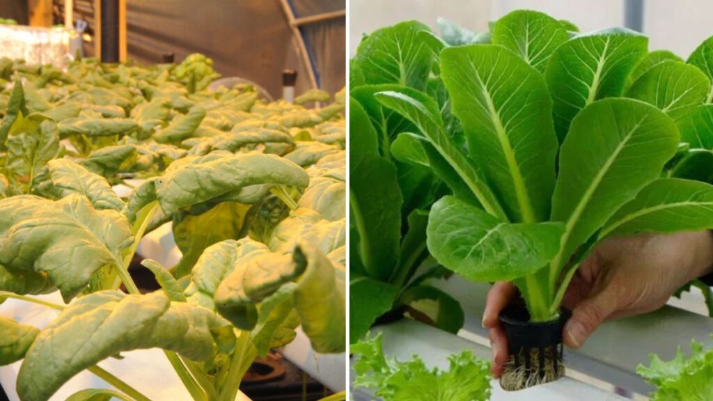 Revolutionary Hydroponic Spinach Farming: A Complete Guide to Growing Palak Without Soil