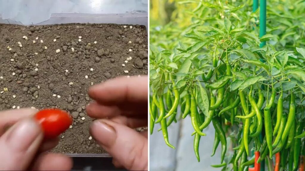 Grow Your Own Spicy Green Chillies at Home: Complete Guide to Chili Planting and Care