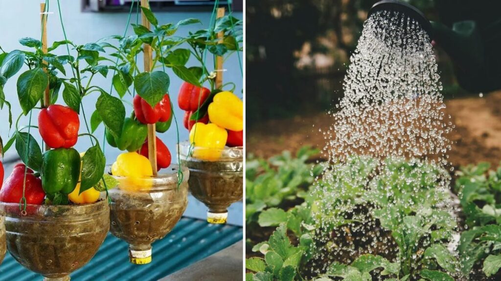 Grow Bell Peppers in Recycled Plastic Bottles: Easy, Fun, and Amazingly Productive Gardening Hack