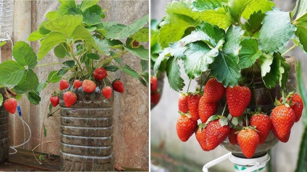 Grow & Harvest Large Strawberries in Plastic Bottles for Six Months: The Ultimate Home Gardening Guide