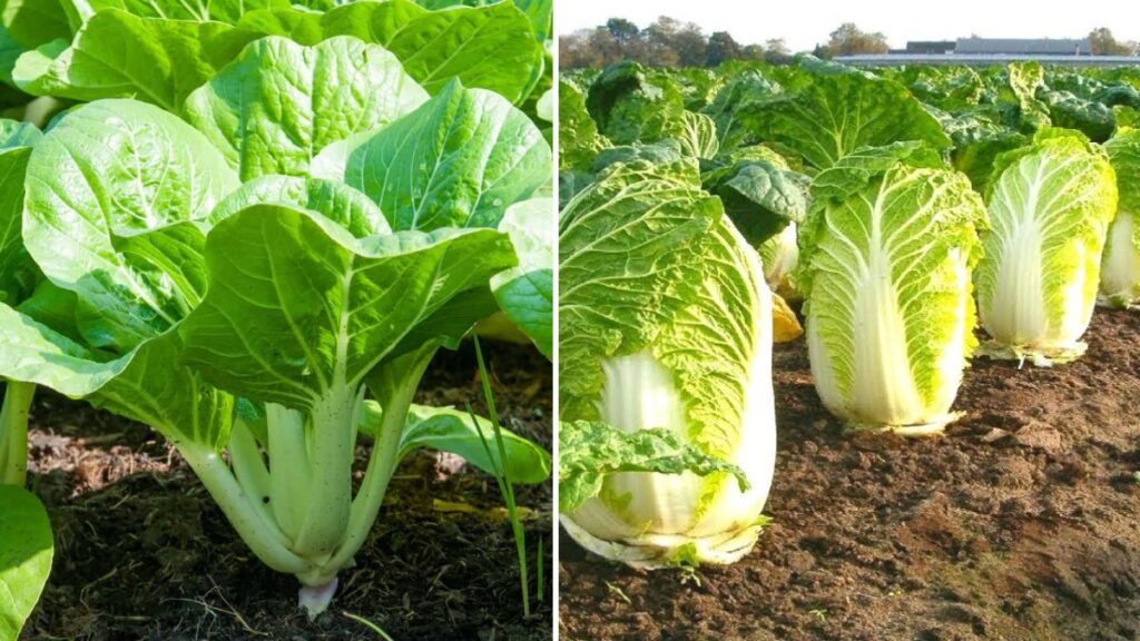 Grow Fresh and Healthy Chinese Cabbage from Seeds: Complete Step-by-Step Home Gardening Guide
