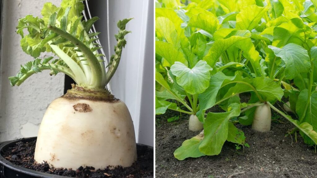 Grow Giant Daikon Radish in a Plastic Bottle — The Easiest Space-Saving Method Ever!
