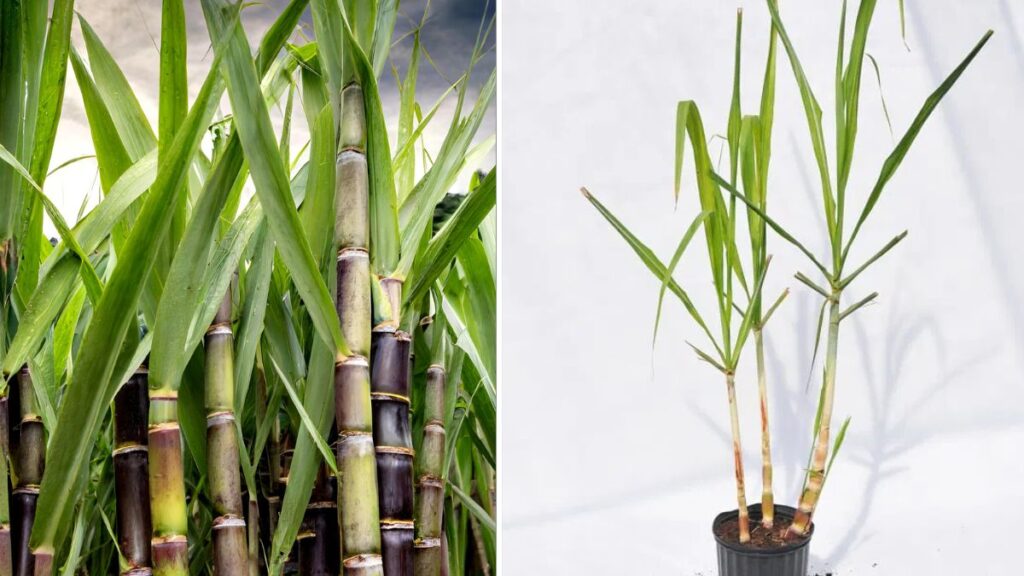 Grow Sweet Sugarcane at Home in Containers: Complete Step-By-Step Guide
