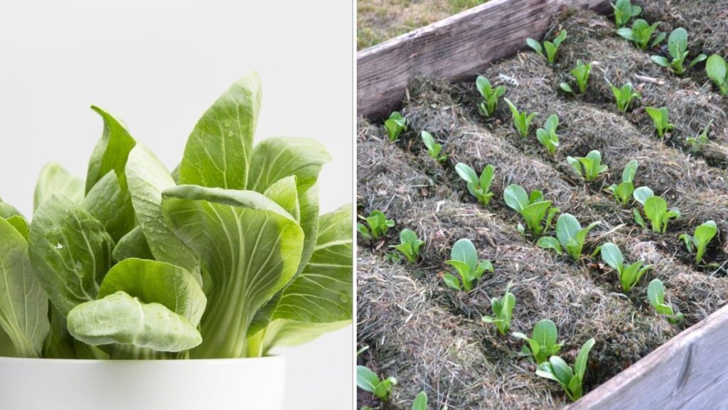 Ultimate Guide to Growing Bok Choy in Containers: Fresh, Crisp Greens Right at Home!