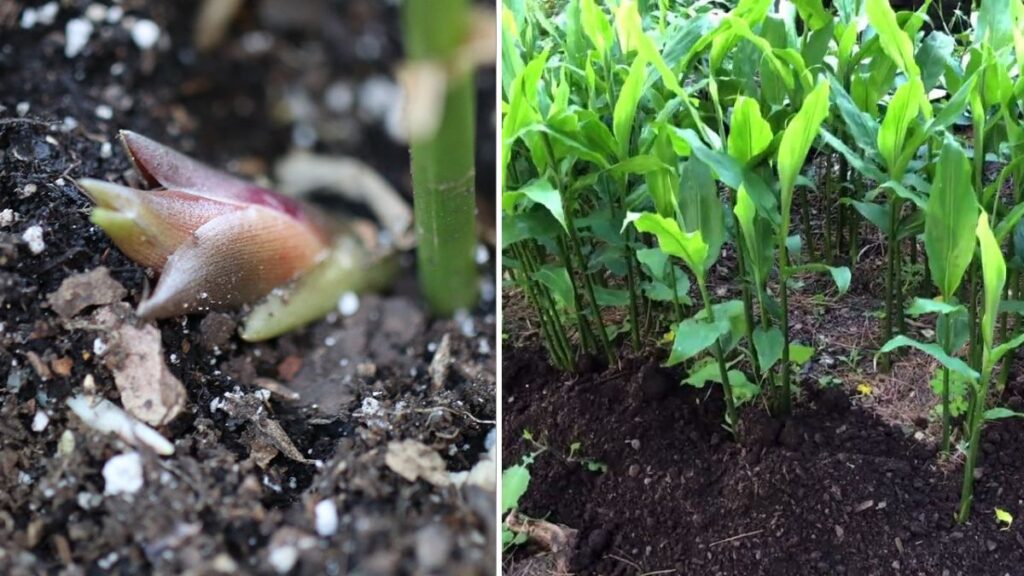 Grow Myoga Ginger at Home: The Complete 1200-Word Guide to Cultivating This Rare, Flavorful Japanese Delicacy