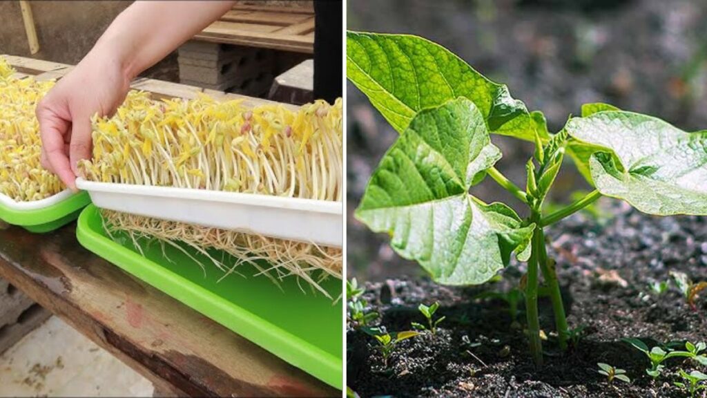 Crisp, Fresh, and Homegrown: The Ultimate Guide to Growing Green Bean Sprouts Easily at Home
