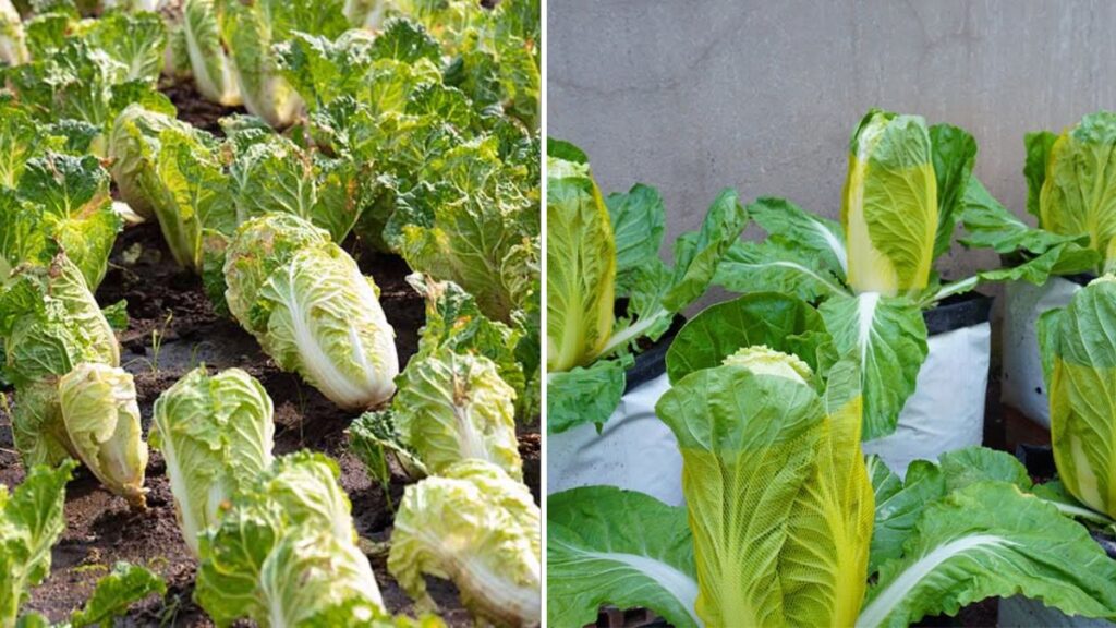 Grow Napa Cabbage Super Fast: Proven Tips for a Lush, Crunchy Harvest in Record Time