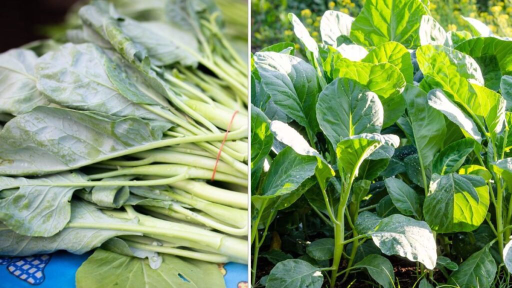 How to Grow Plump, Crunchy Chinese Broccoli in an Elastic Bag: Easy Home Gardening Guide
