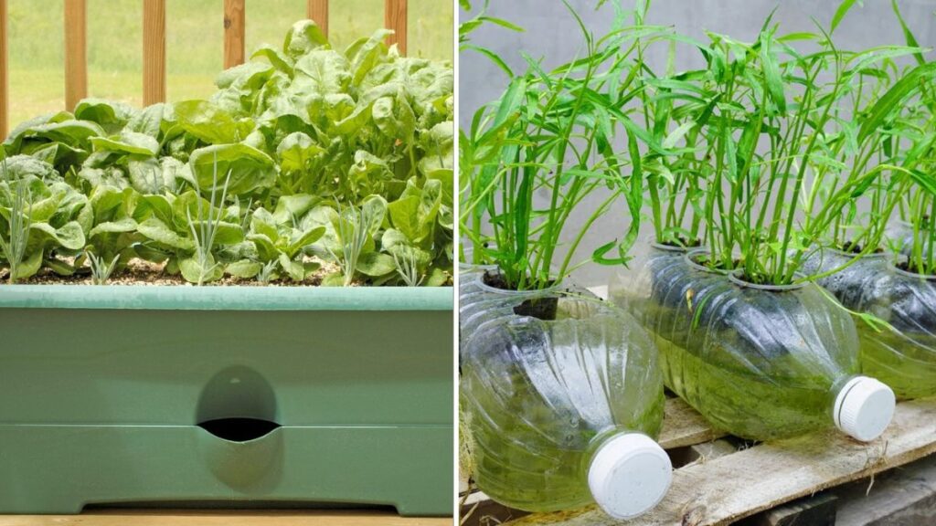 Grow Water Spinach at Home: How to Recycle Styrofoam Boxes into a Thriving Mini Garden