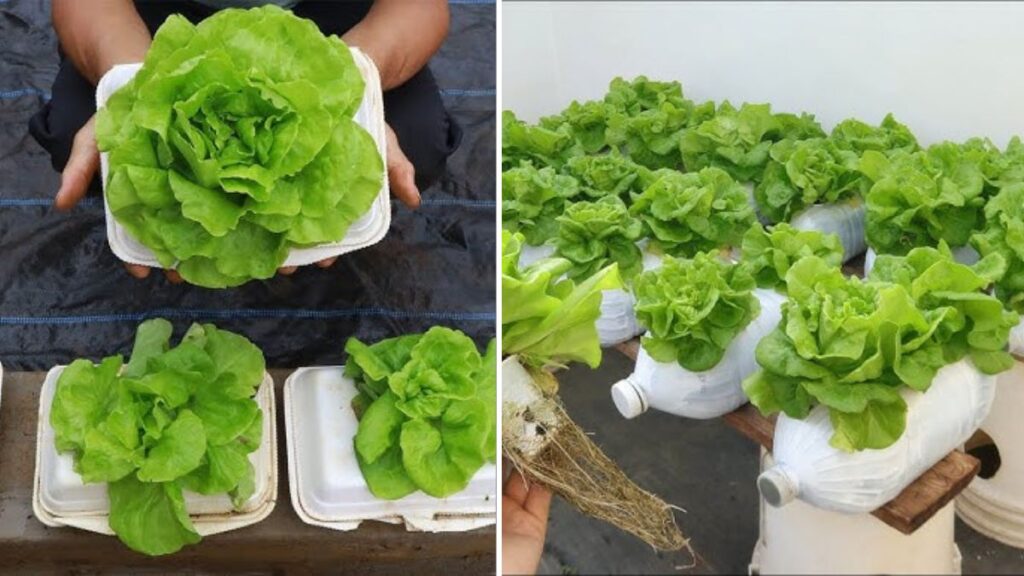 Turn Styrofoam Boxes Into a Thriving Terrace Garden: Easy Steps to Grow Vegetables at Home