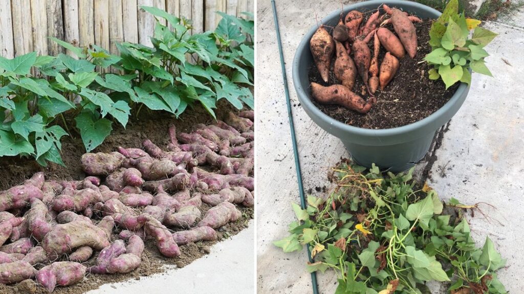 Container Magic: How to Grow Big, Sweet Potatoes in Small Spaces
