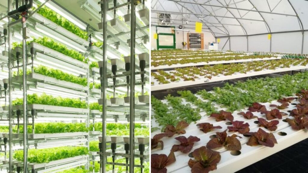 Farming is Science: How Korean Scientists are Revolutionizing Fresh Vegetable Production