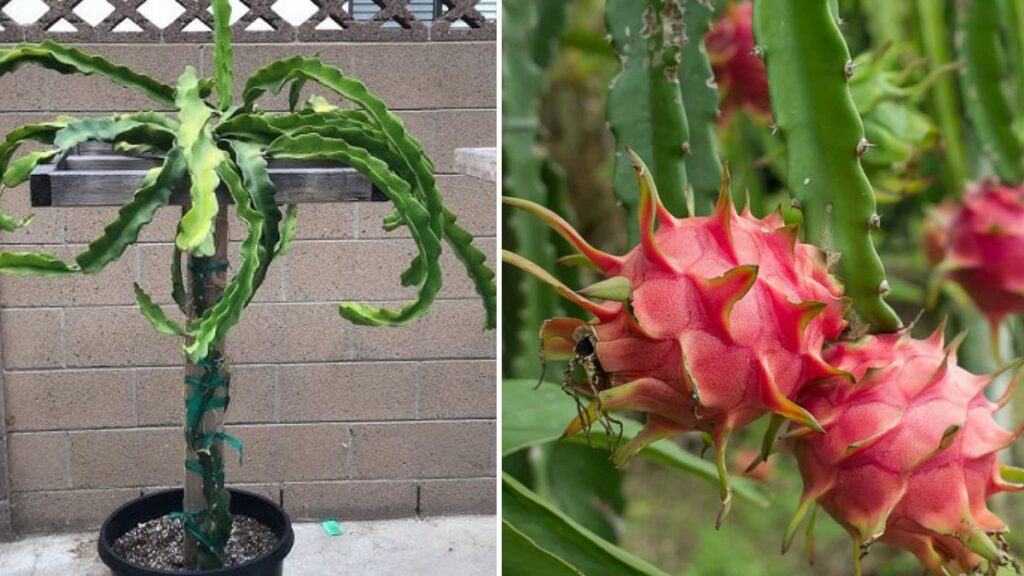 Dragon Fruit in Sydney: From Flower to Harvest – The Complete Growth Cycle Explained