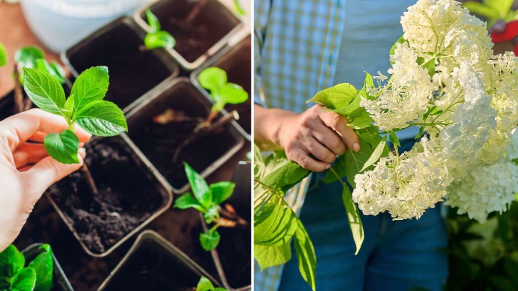 Bloom at Home: Step-by-Step Guide to Propagating and Rooting Hydrangea Cuttings