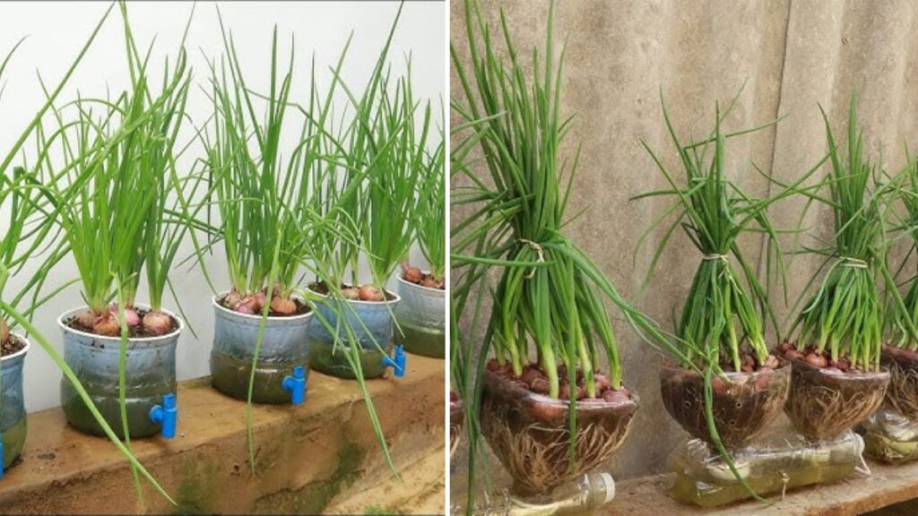 Grow Onions at Home in Plastic Bottles: Easy Self-Watering Method for Big Harvests