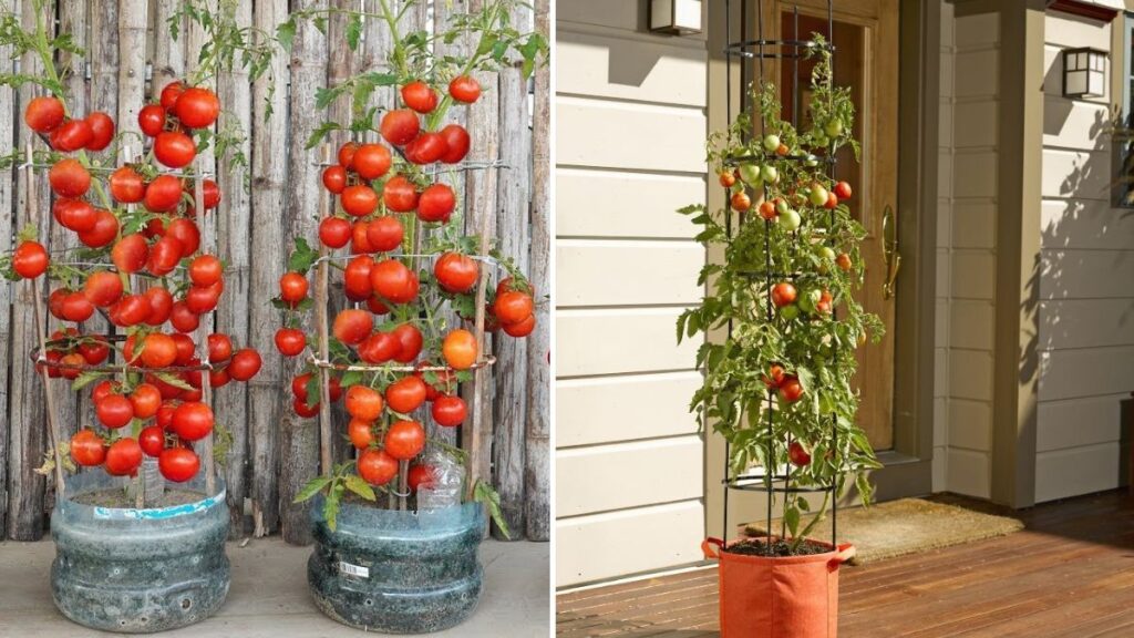 Vertical Bottle Gardening: How to Grow High-Yield Tomatoes at Home