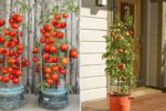 Vertical Bottle Gardening: How to Grow High-Yield Tomatoes at Home