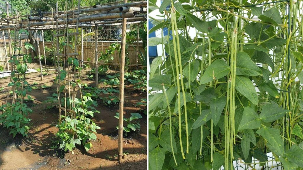 Double Harvest Magic: How I Successfully Grew Corn and Long Beans in a Single Container!
