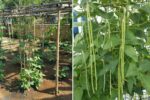 Double Harvest Magic: How I Successfully Grew Corn and Long Beans in a Single Container!