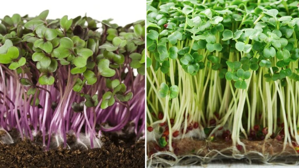 Fresh Greens in 7 Days: The Ultimate Guide to Growing Microgreens at Home with 6 Foolproof Tips!