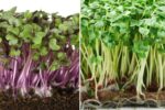 Fresh Greens in 7 Days: The Ultimate Guide to Growing Microgreens at Home with 6 Foolproof Tips!