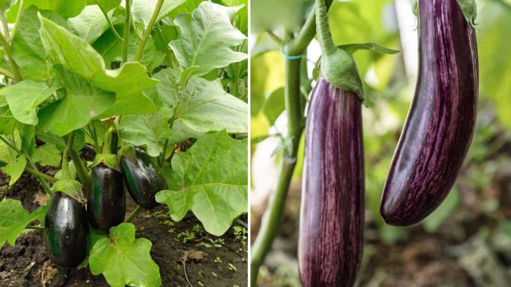 Mastering the Green Eggplant: A Complete Guide to Growing Big, Shiny, and Delicious Fruits at Home!