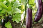 Mastering the Green Eggplant: A Complete Guide to Growing Big, Shiny, and Delicious Fruits at Home!
