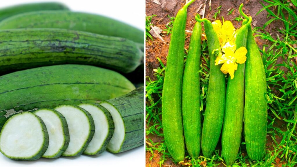 50-Day Harvest Miracle: How to Grow Abundant Sponge Gourds in Containers for Continuous Production!