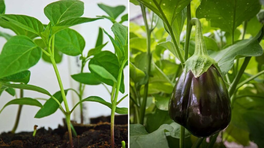 Mastering Green Eggplant: A Complete Guide From Seed to Transplant Success
