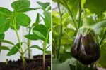 Mastering Green Eggplant: A Complete Guide From Seed to Transplant Success